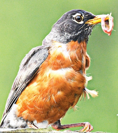 Robin - Rouge-gorge