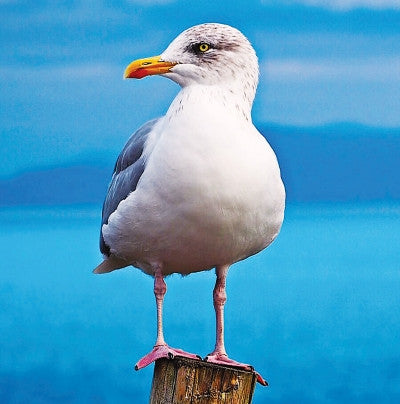 Seagull - r - Goéland
