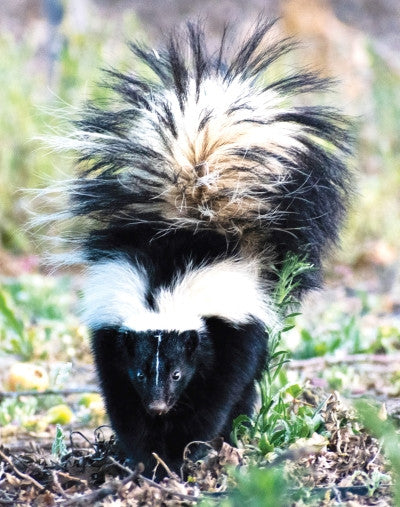 Skunk - r - Mouffette