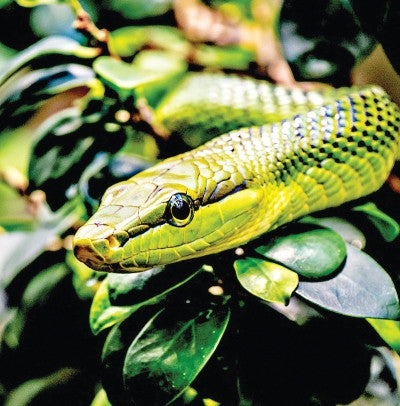 Snake - Serpent