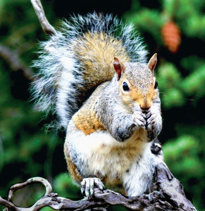 Squirrel - Ecureuil