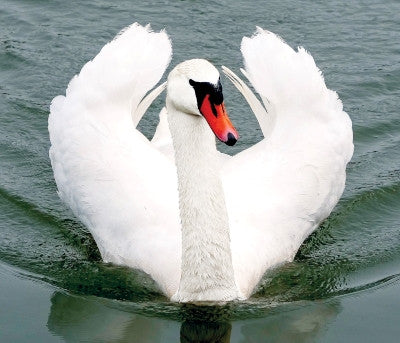 Swan - Cygne