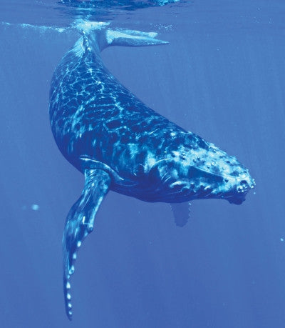 Whale - Baleine