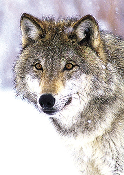 Wolf - Loup