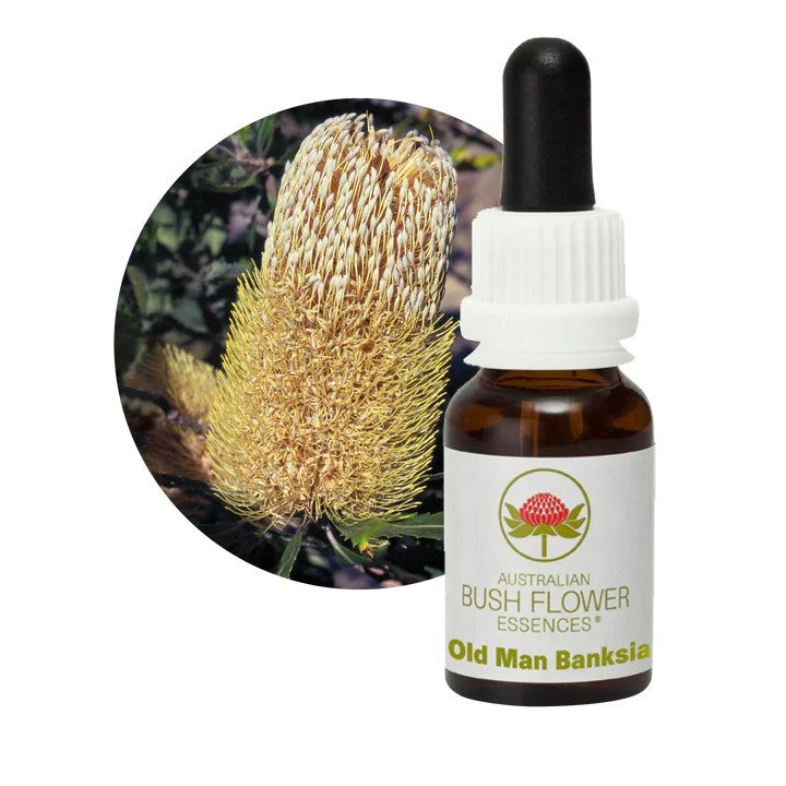 Old Man Banksia Australian Bush Flower Essences élixir floral