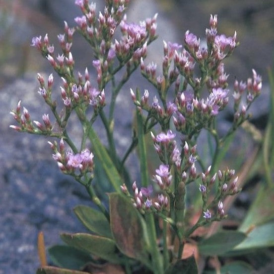 Sea Lavender