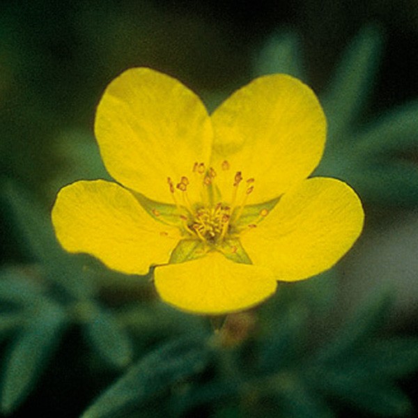 Alaskan - Elixirs floraux