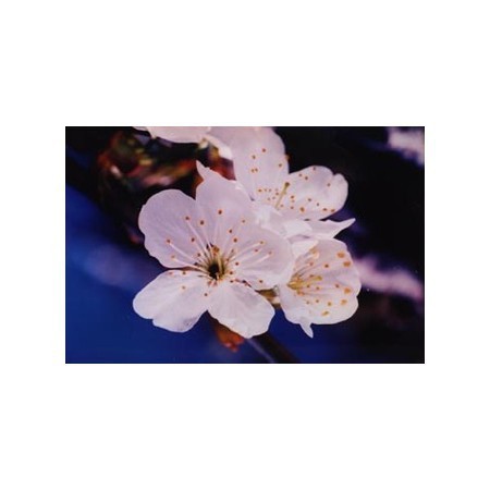 Spirit-in-Nature - Elixirs floraux