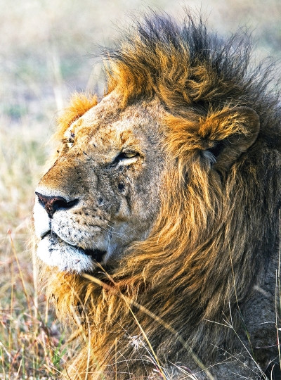 Wild Earth Animal - Elixirs animaux