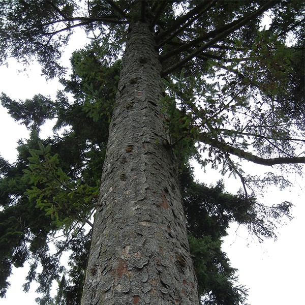 Pacific - Elixirs floraux d'arbres