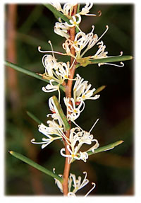 Dagger Hakea