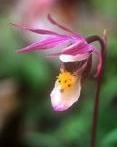 Alaskan flower