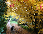 Automne