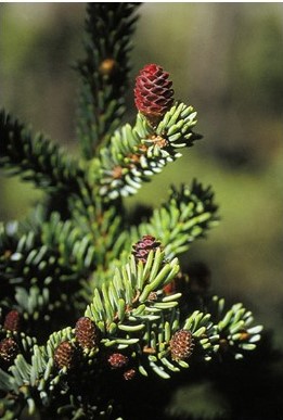 Black spruce