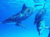 Dolphins