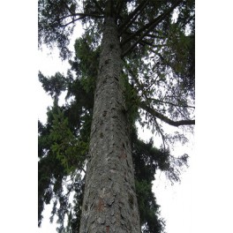 Arbres