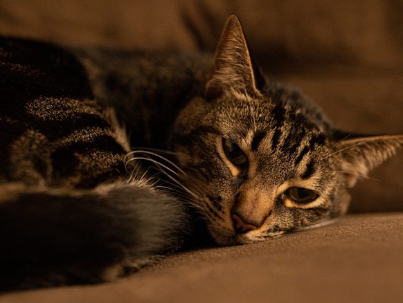 pexels-lucas-pezeta-3838310.jpg