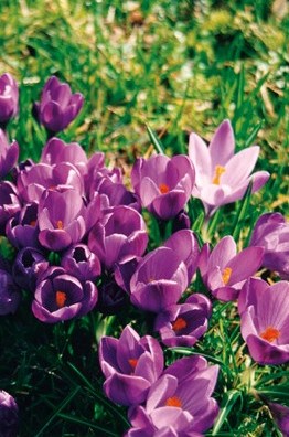 purple crocus