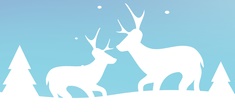 Raindeer