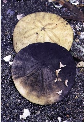 sand dollar