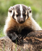 badger cub