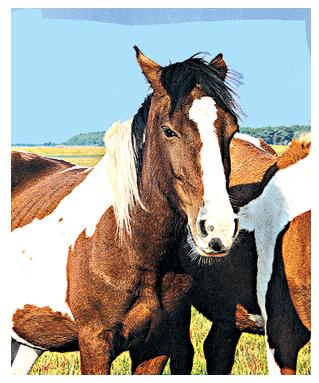 wild horse